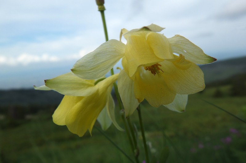 Aquilegia aurea