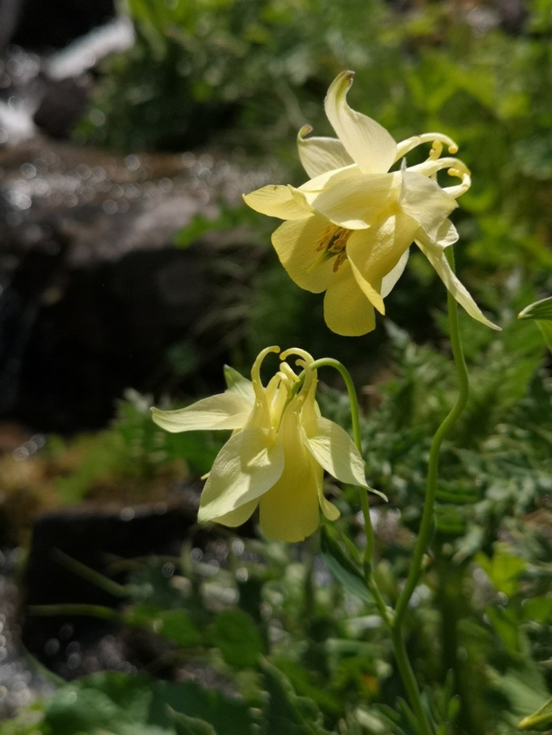 Aquilegia aurea photo 2