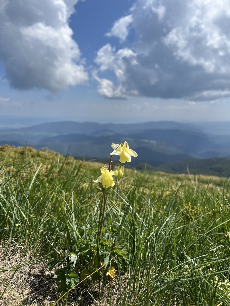 Aquilegia aurea photo 3