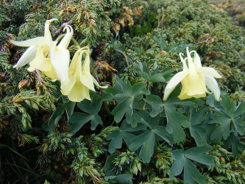 Aquilegia aurea photo 4