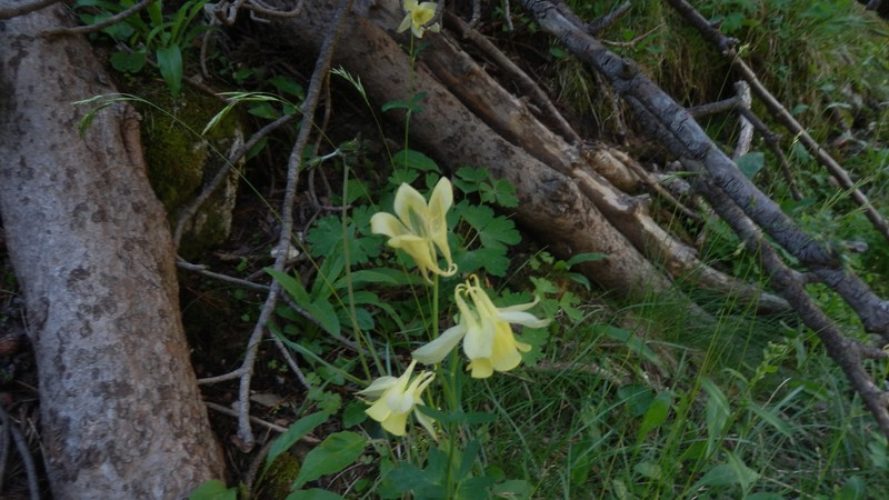 Aquilegia aurea photo 5