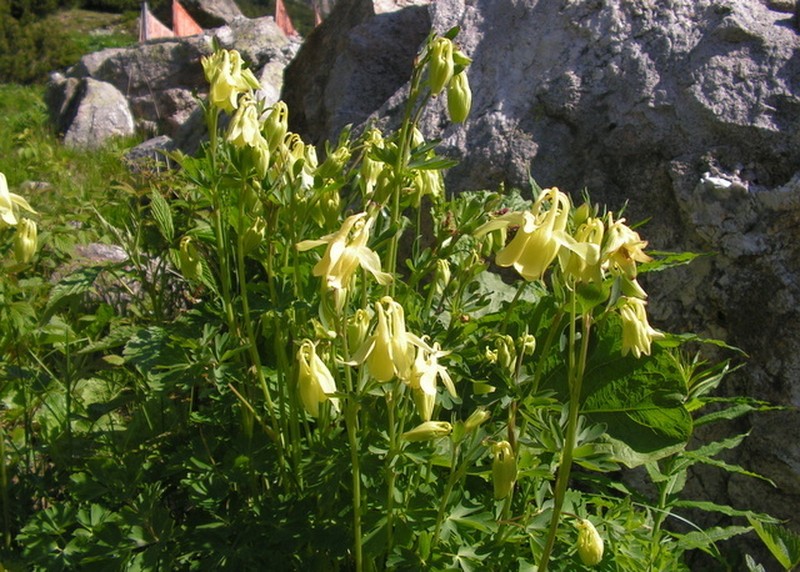 Aquilegia aurea photo 6