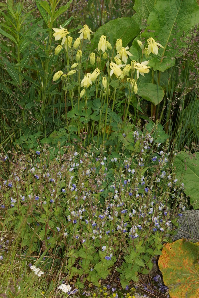 Aquilegia aurea photo 7