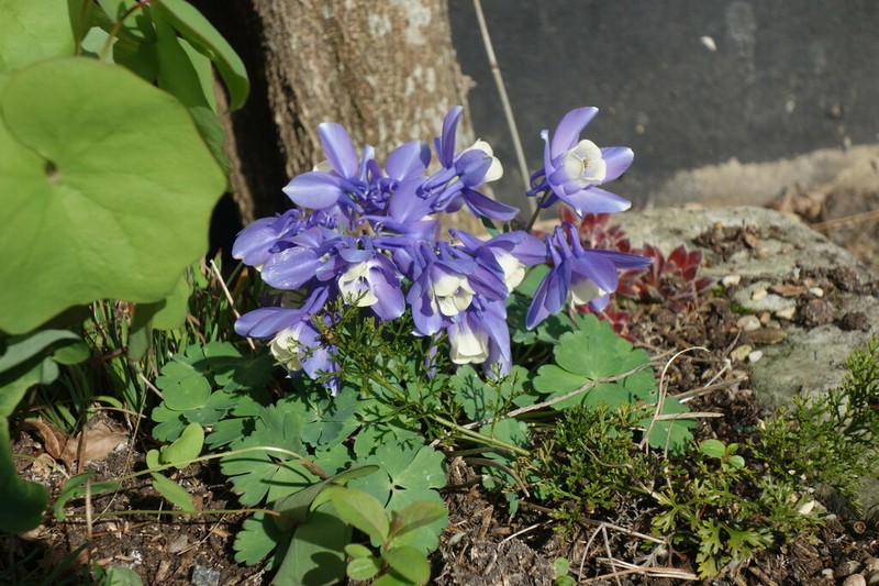 Aquilegia ballii photo 2