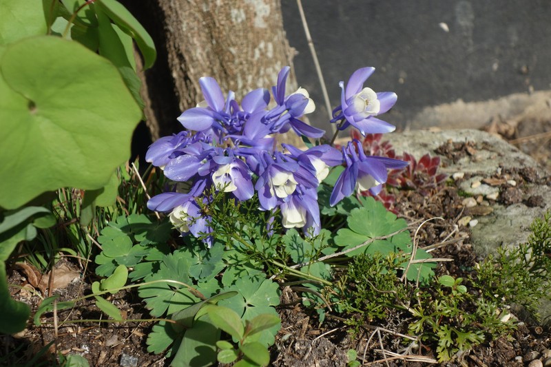 Aquilegia ballii photo 4