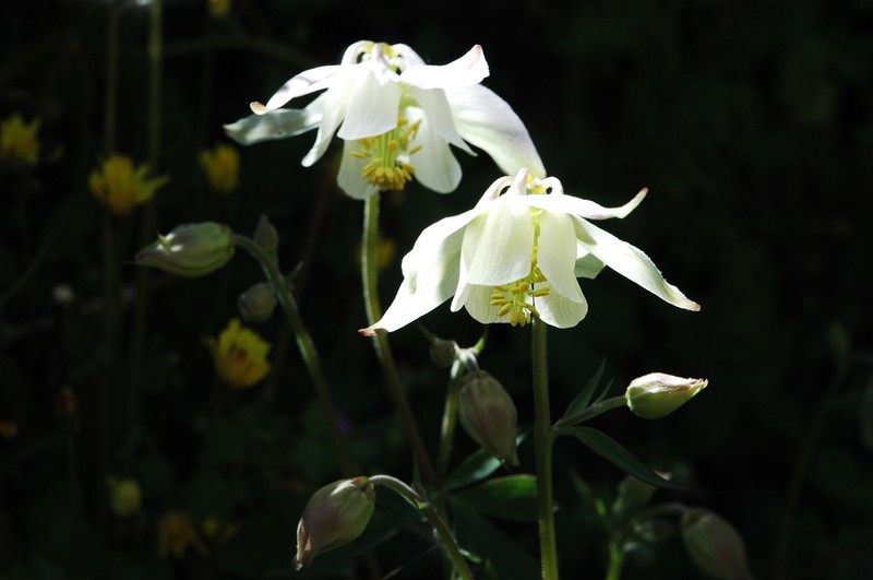 Aquilegia barbaricina photo 3