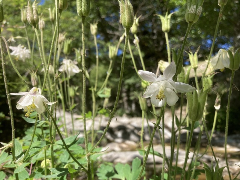 Aquilegia barbaricina photo 2
