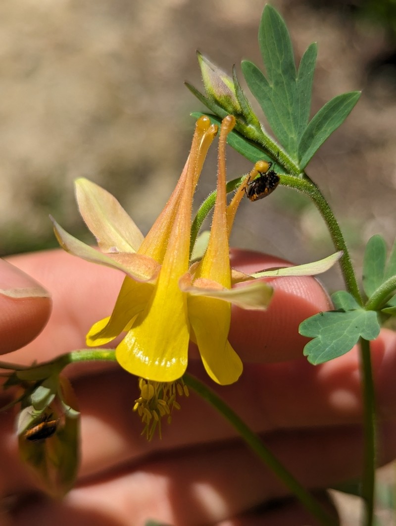 Oil Shale Columbine photo 2