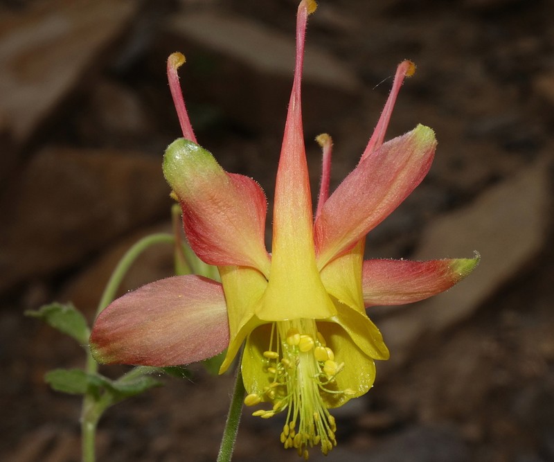 Oil Shale Columbine photo 3