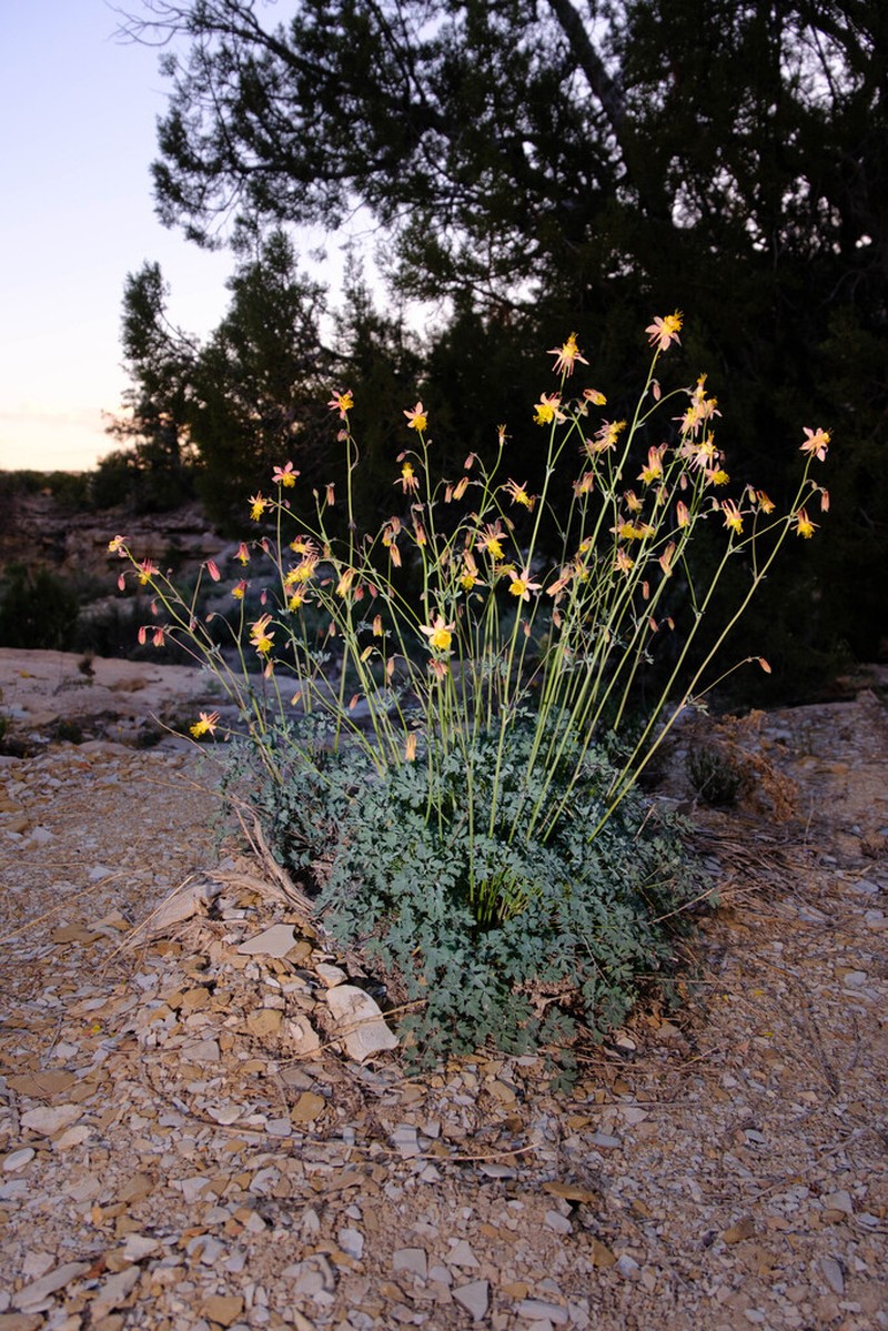 Oil Shale Columbine photo 4