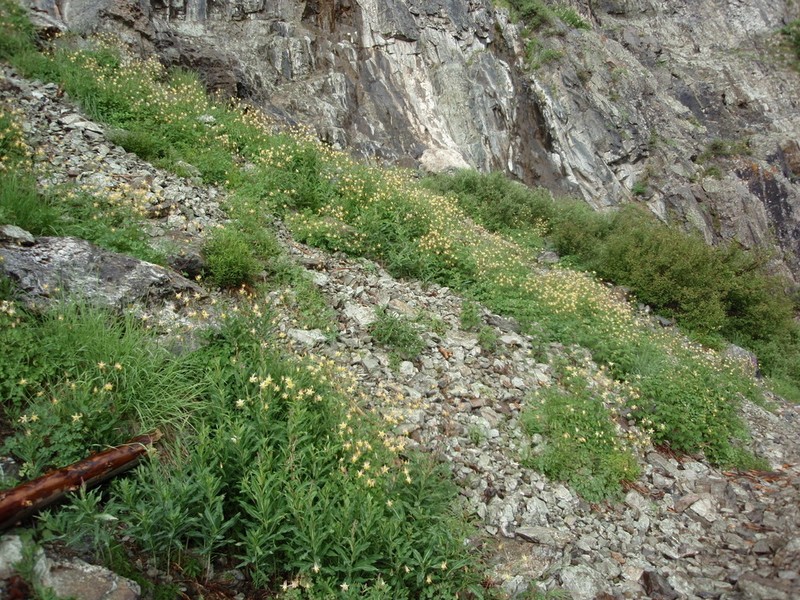 Oil Shale Columbine photo 5