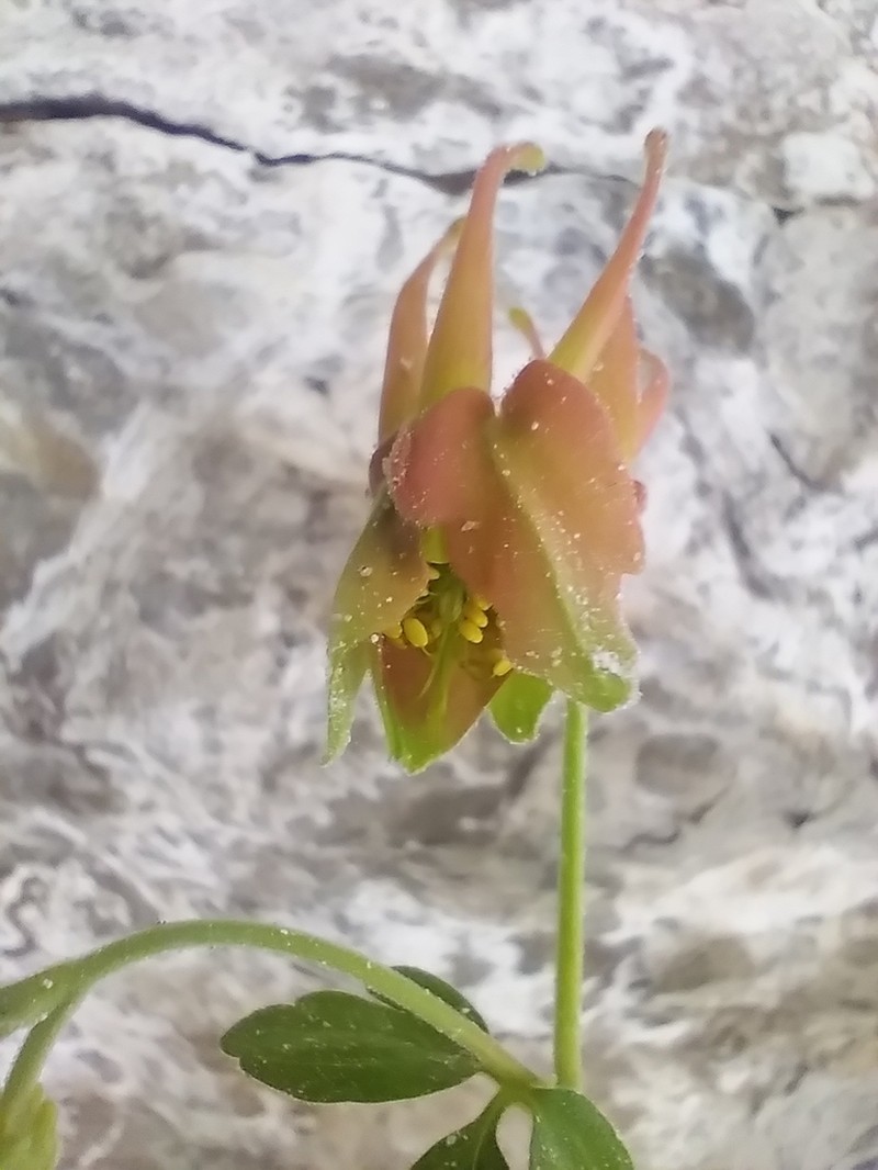 Oil Shale Columbine photo 6