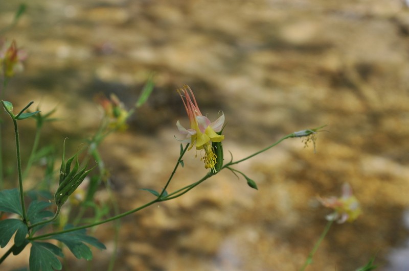 Oil Shale Columbine photo 7
