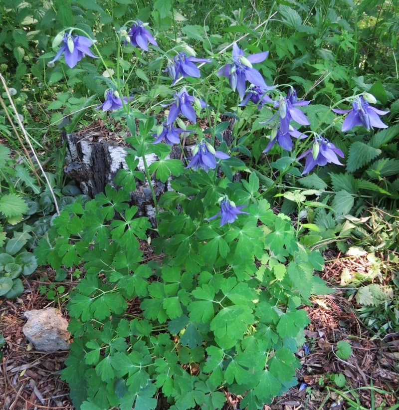 Aquilegia barykinae