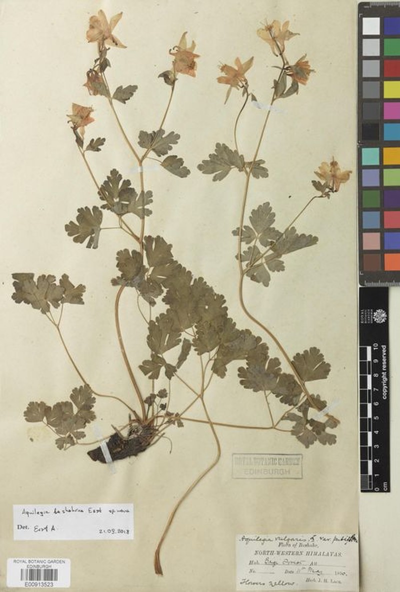 Aquilegia bashahrica