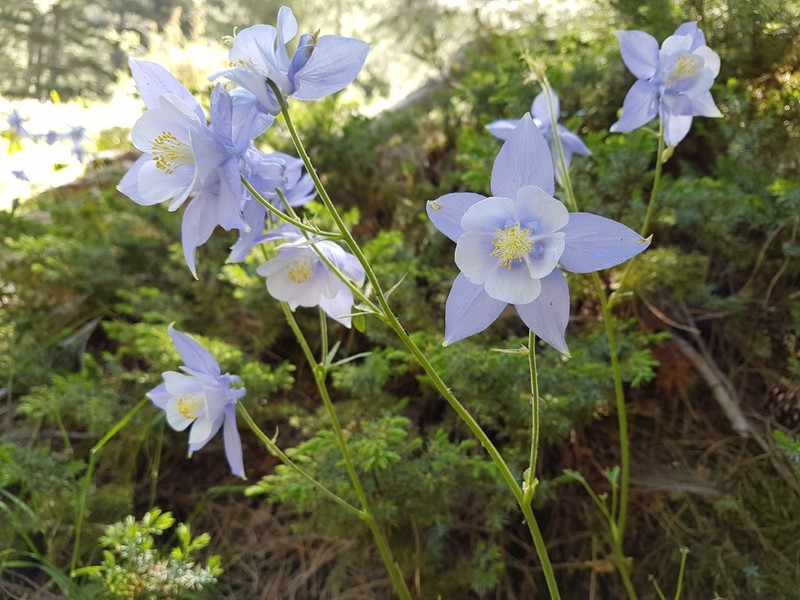 Aquilegia bernardii photo 2