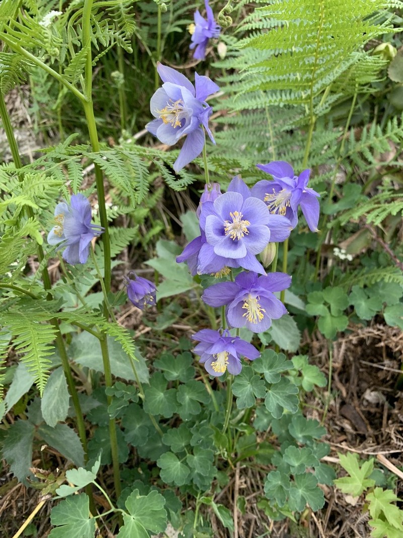 Aquilegia bernardii photo 3