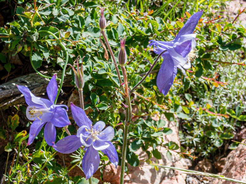 Aquilegia bernardii photo 4