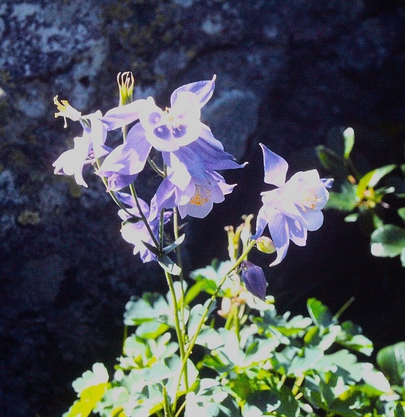 Aquilegia bernardii photo 5