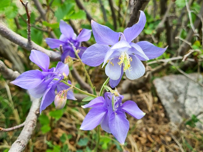 Aquilegia bernardii photo 6