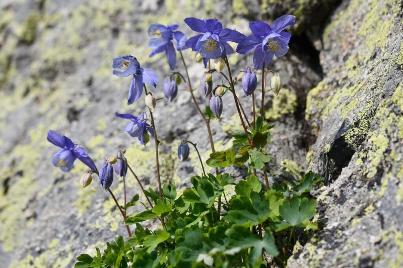 Aquilegia bernardii photo 7