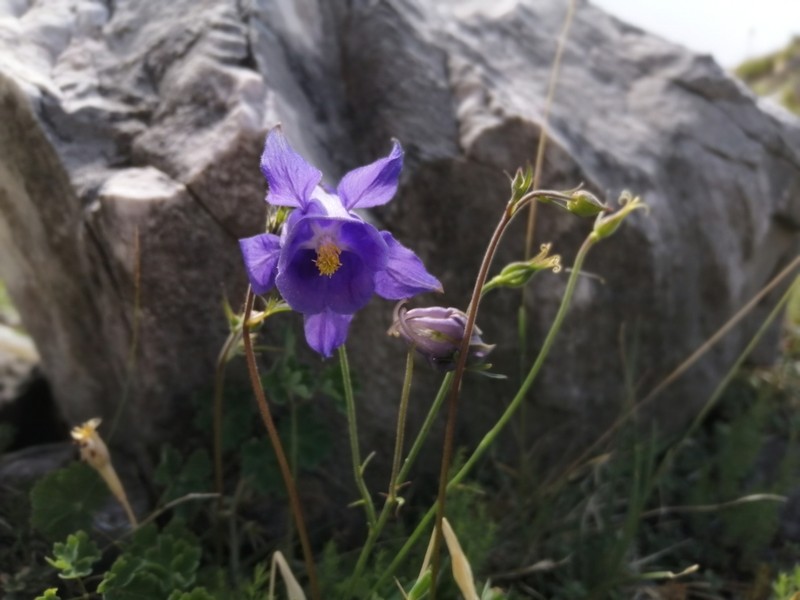 Aquilegia bertolonii photo 2