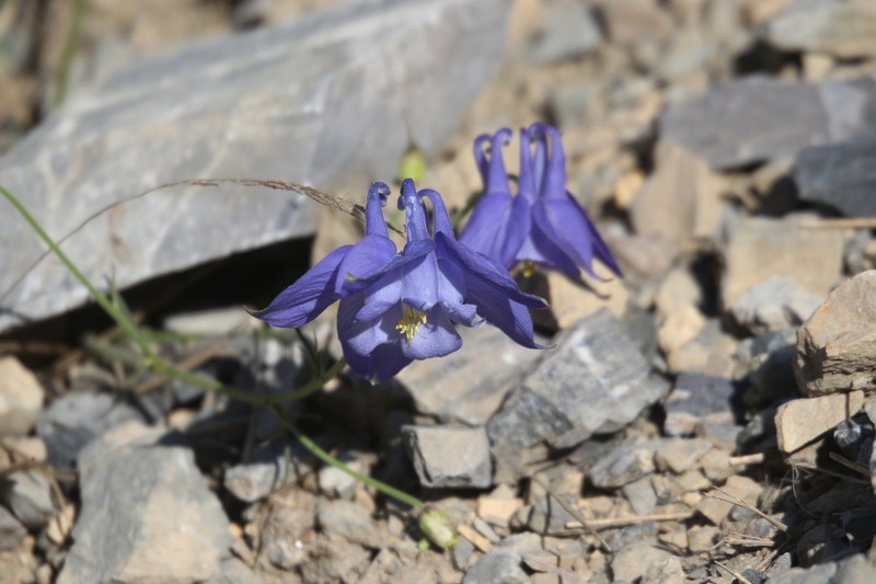 Aquilegia bertolonii photo 3