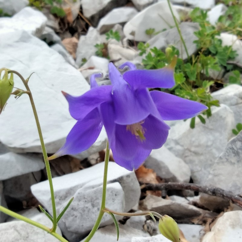 Aquilegia bertolonii photo 4