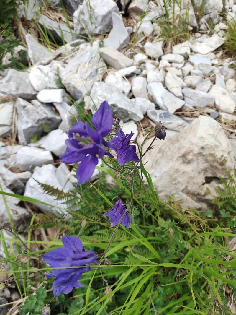 Aquilegia bertolonii photo 5