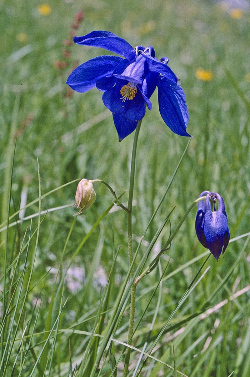 Aquilegia bertolonii photo 6