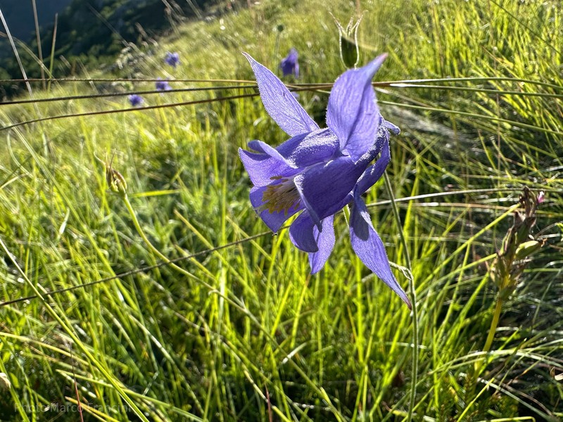 Aquilegia bertolonii photo 7
