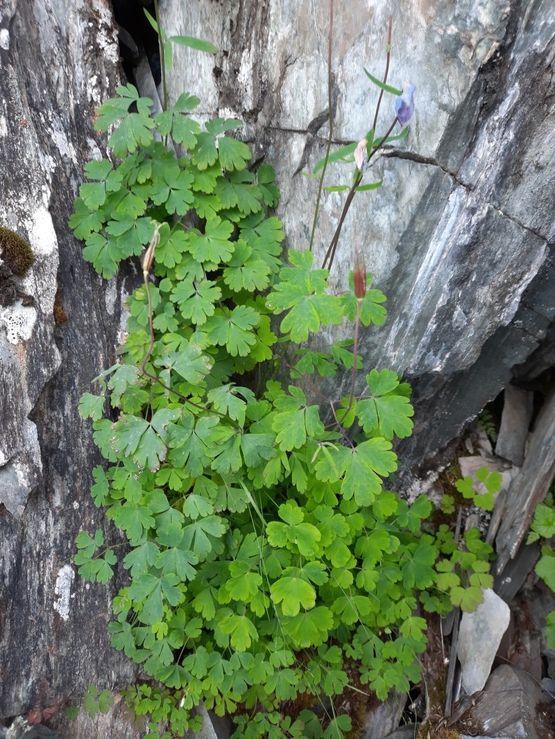 Aquilegia borodinii