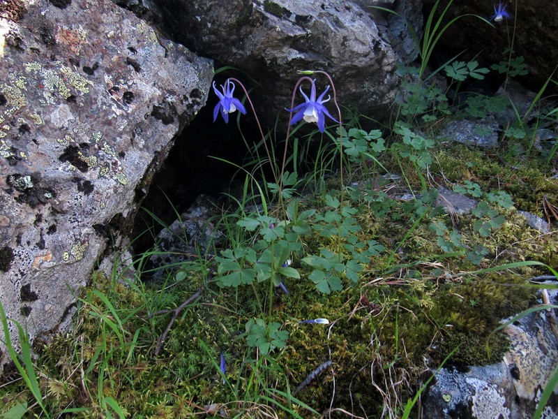 Aquilegia borodinii photo 2