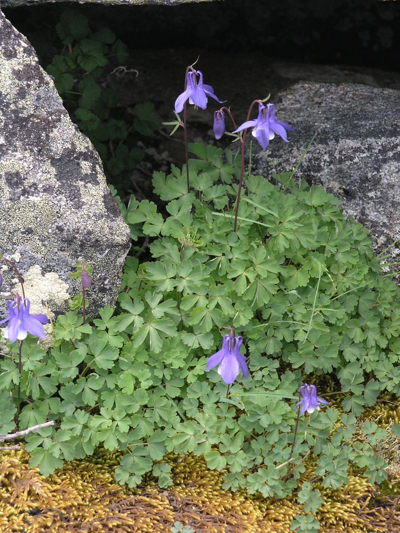 Aquilegia borodinii photo 3