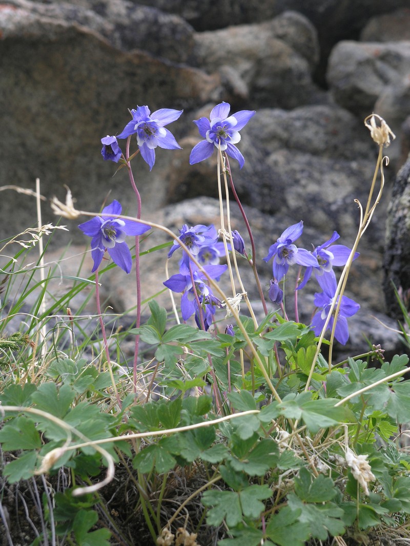 Aquilegia borodinii photo 4
