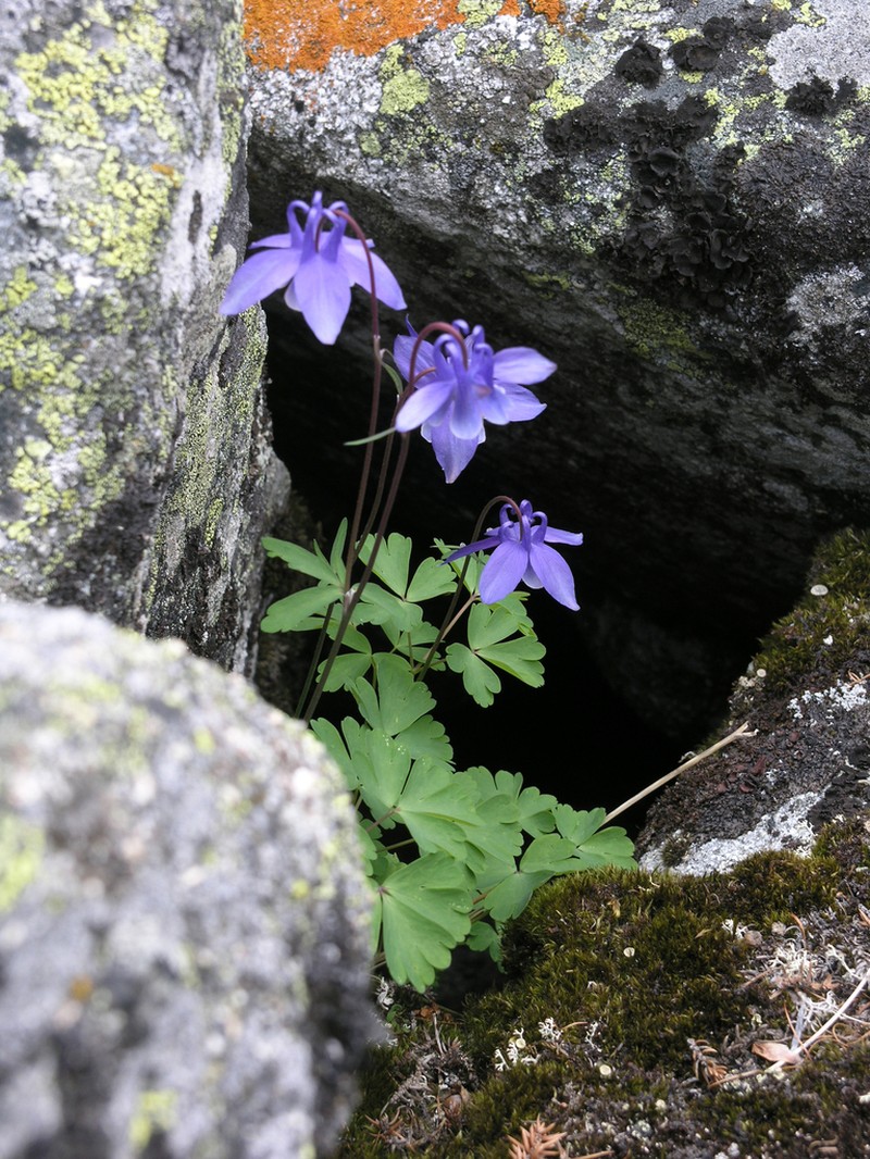 Aquilegia borodinii photo 5