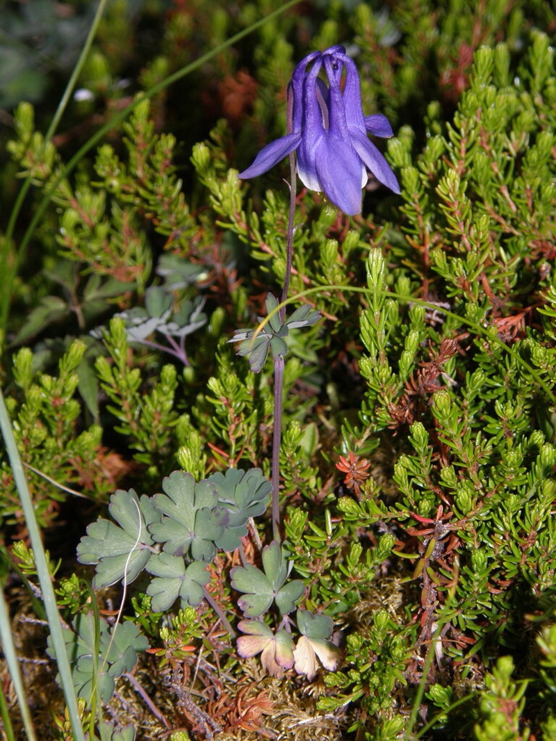 Aquilegia borodinii photo 6