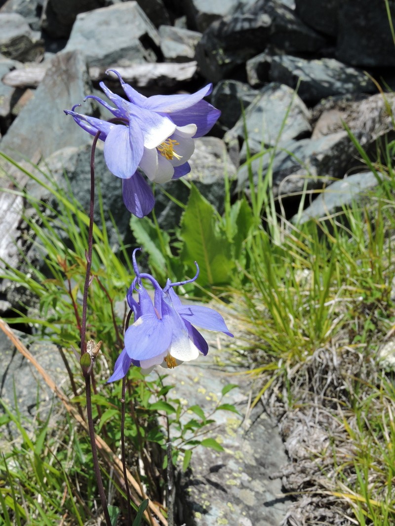 Aquilegia borodinii photo 7