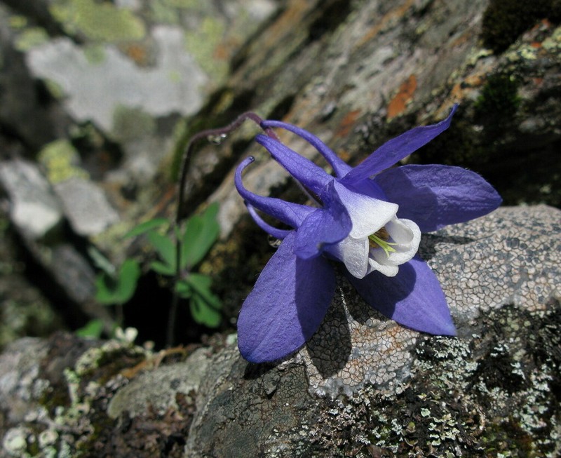 Aquilegia borodinii photo 8