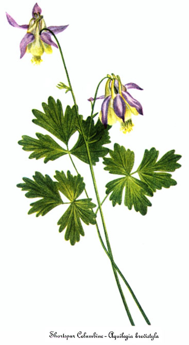 Smallflower Columbine