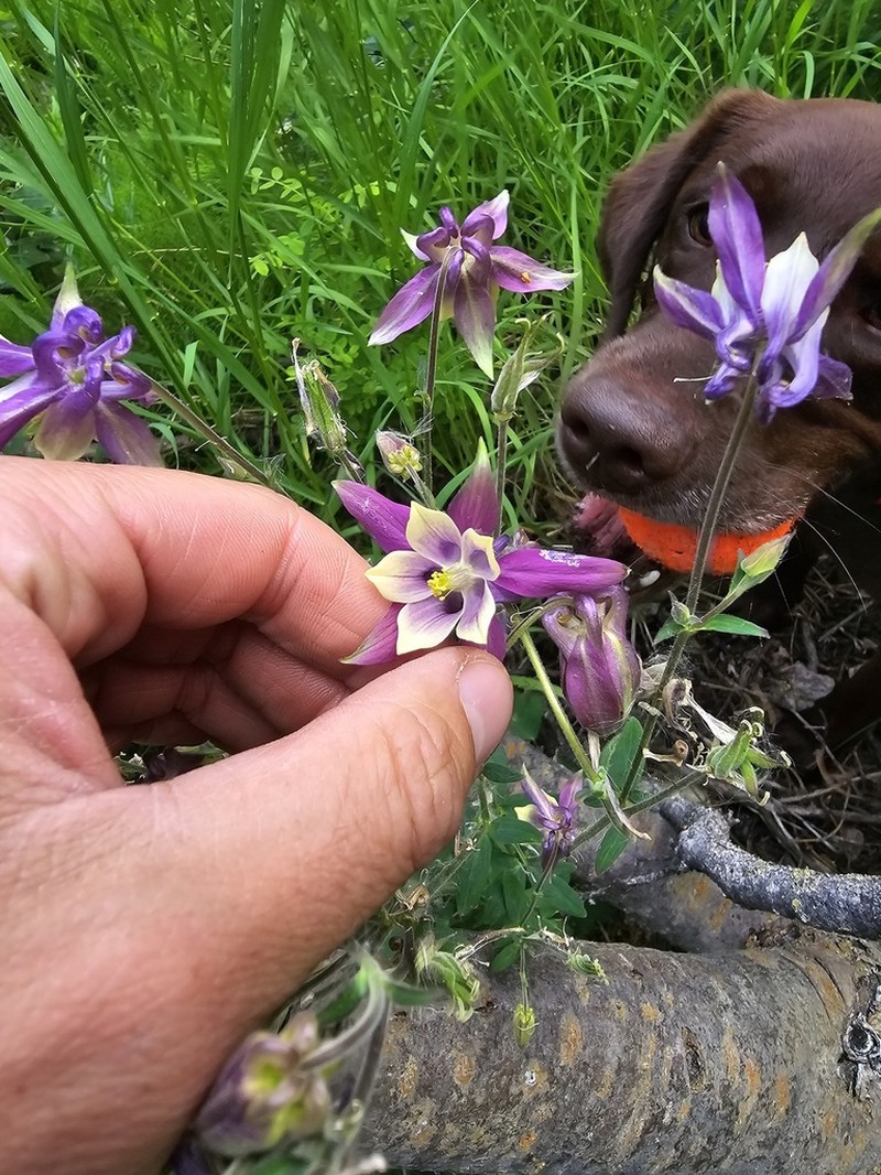 Smallflower Columbine photo 2