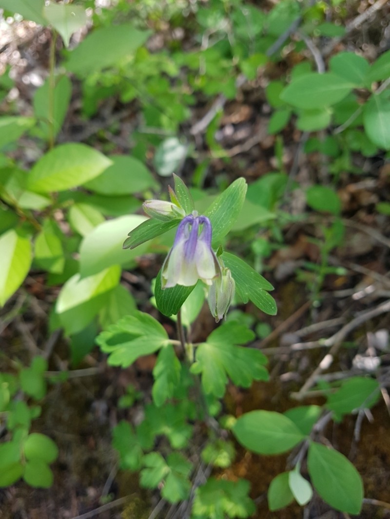 Smallflower Columbine photo 3