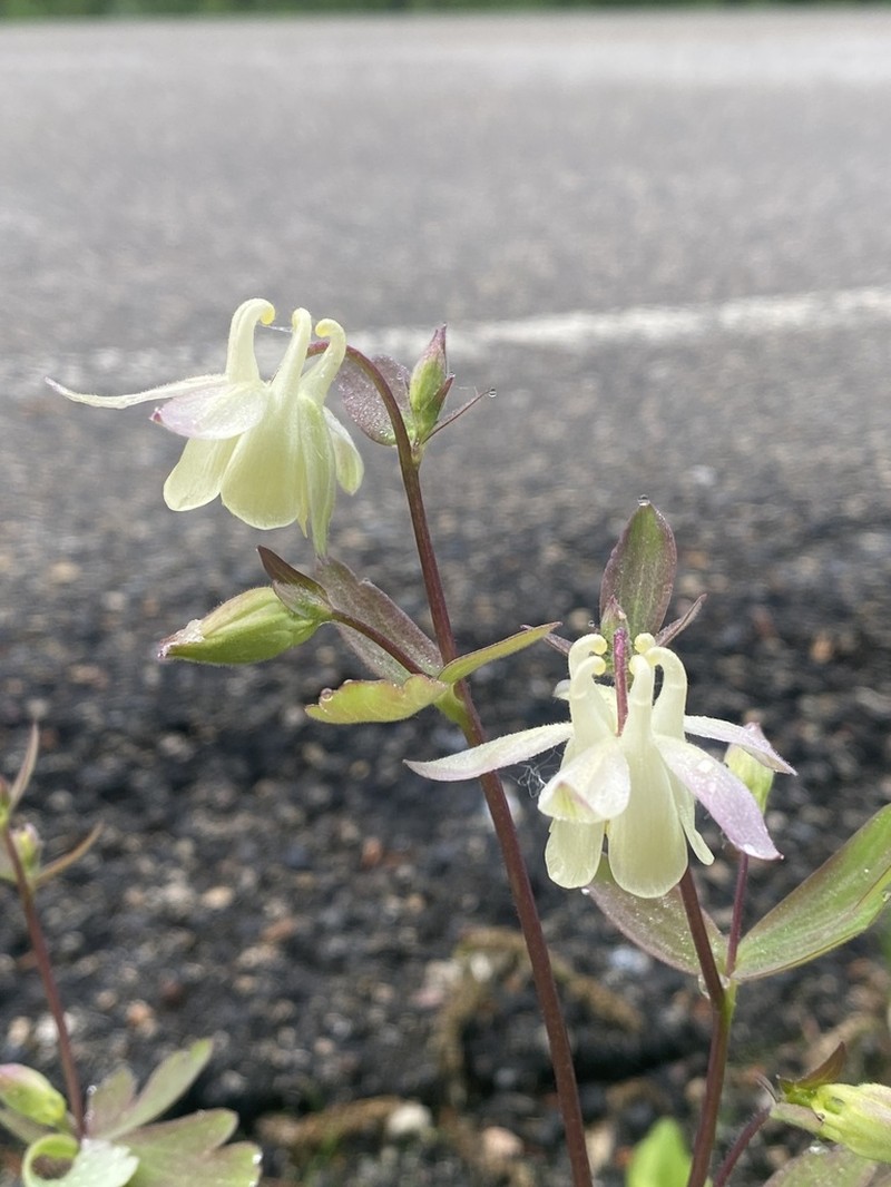 Smallflower Columbine photo 4