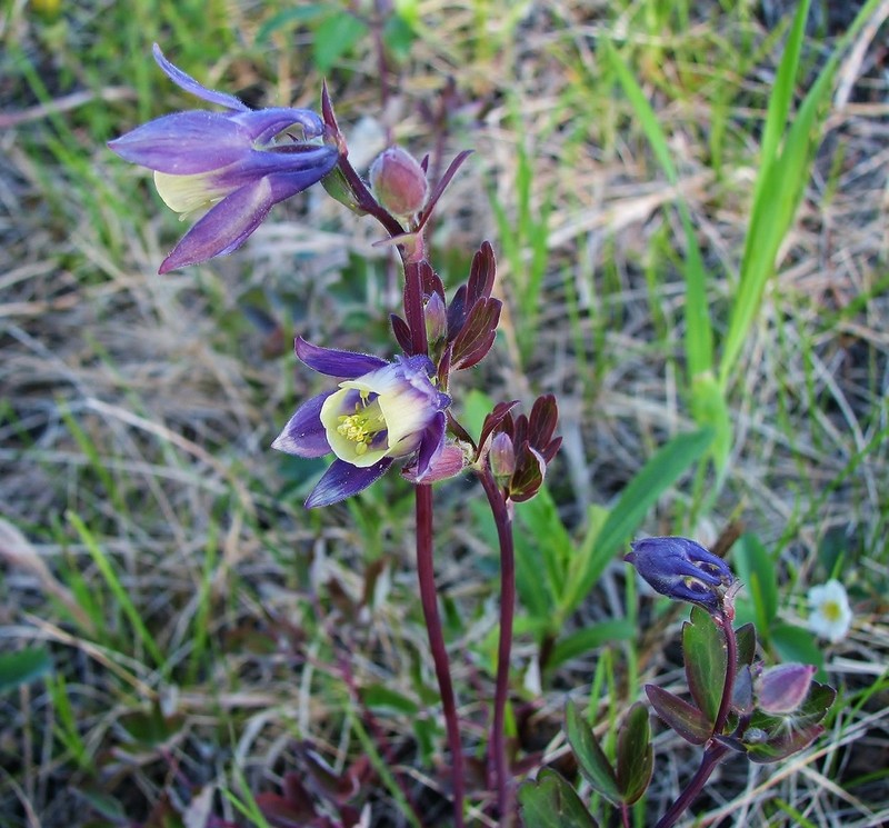 Smallflower Columbine photo 5