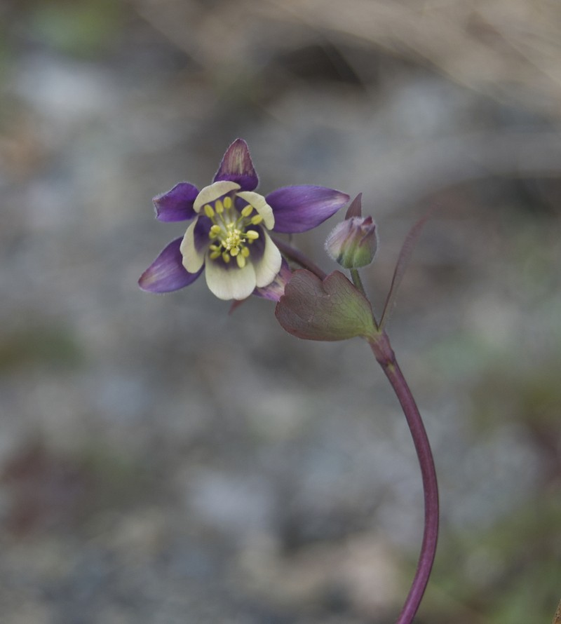 Smallflower Columbine photo 6