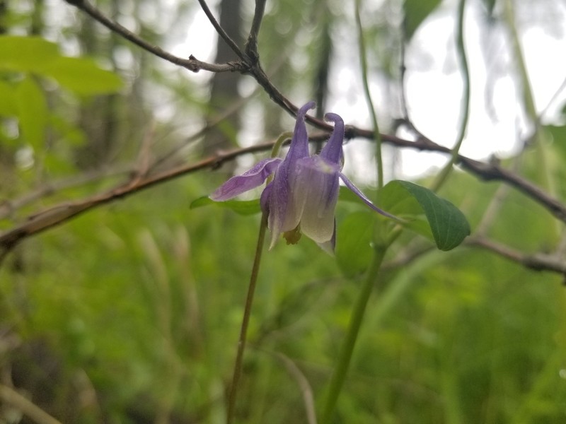 Smallflower Columbine photo 7