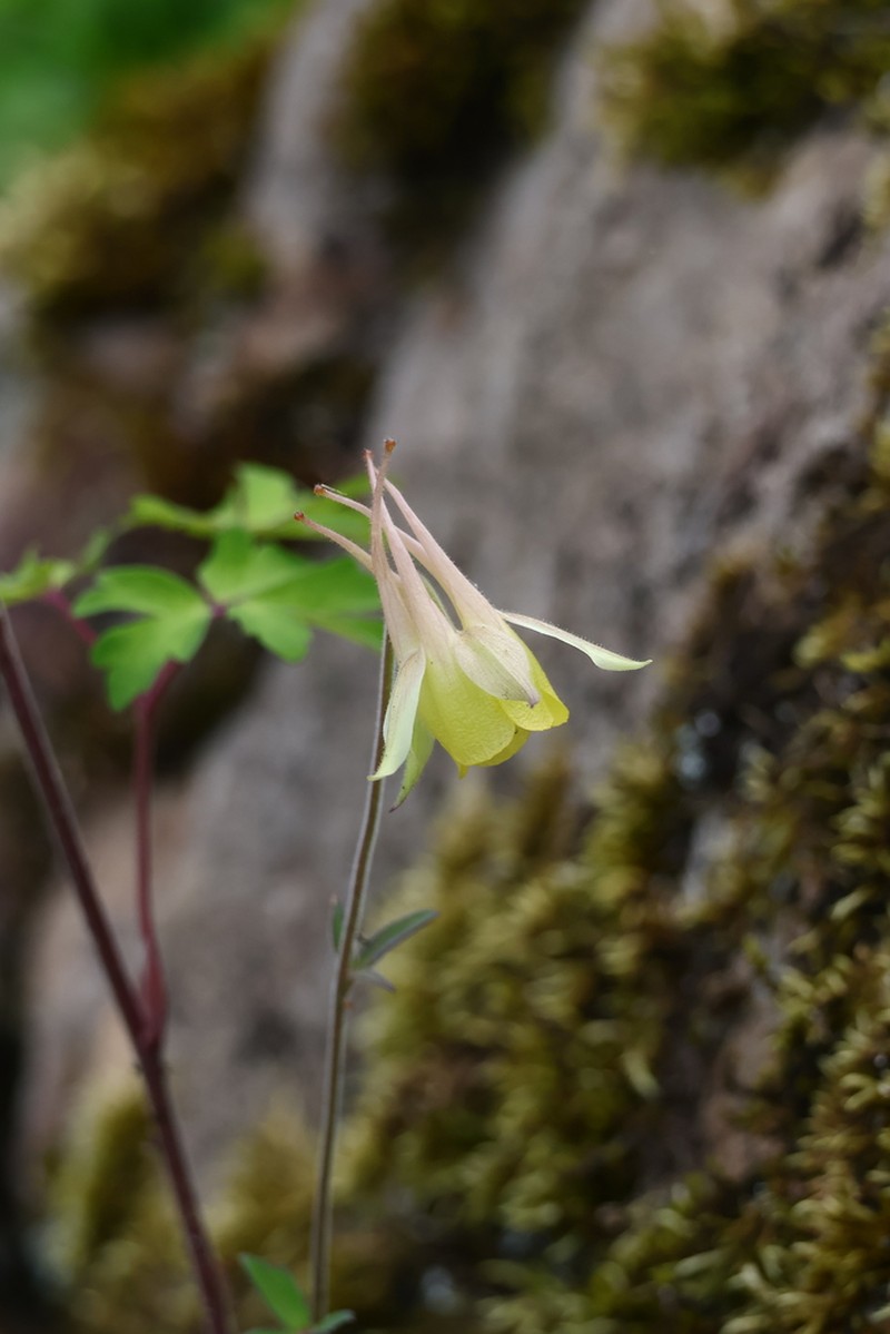 Aquilegia buergeriana photo 2
