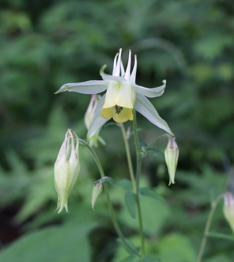 Aquilegia buergeriana photo 3