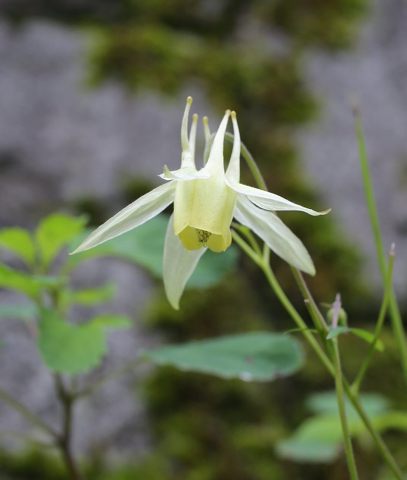 Aquilegia buergeriana photo 4