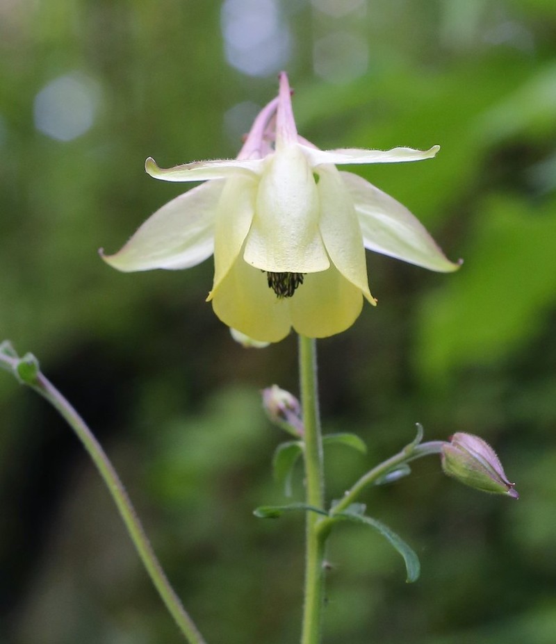 Aquilegia buergeriana photo 5